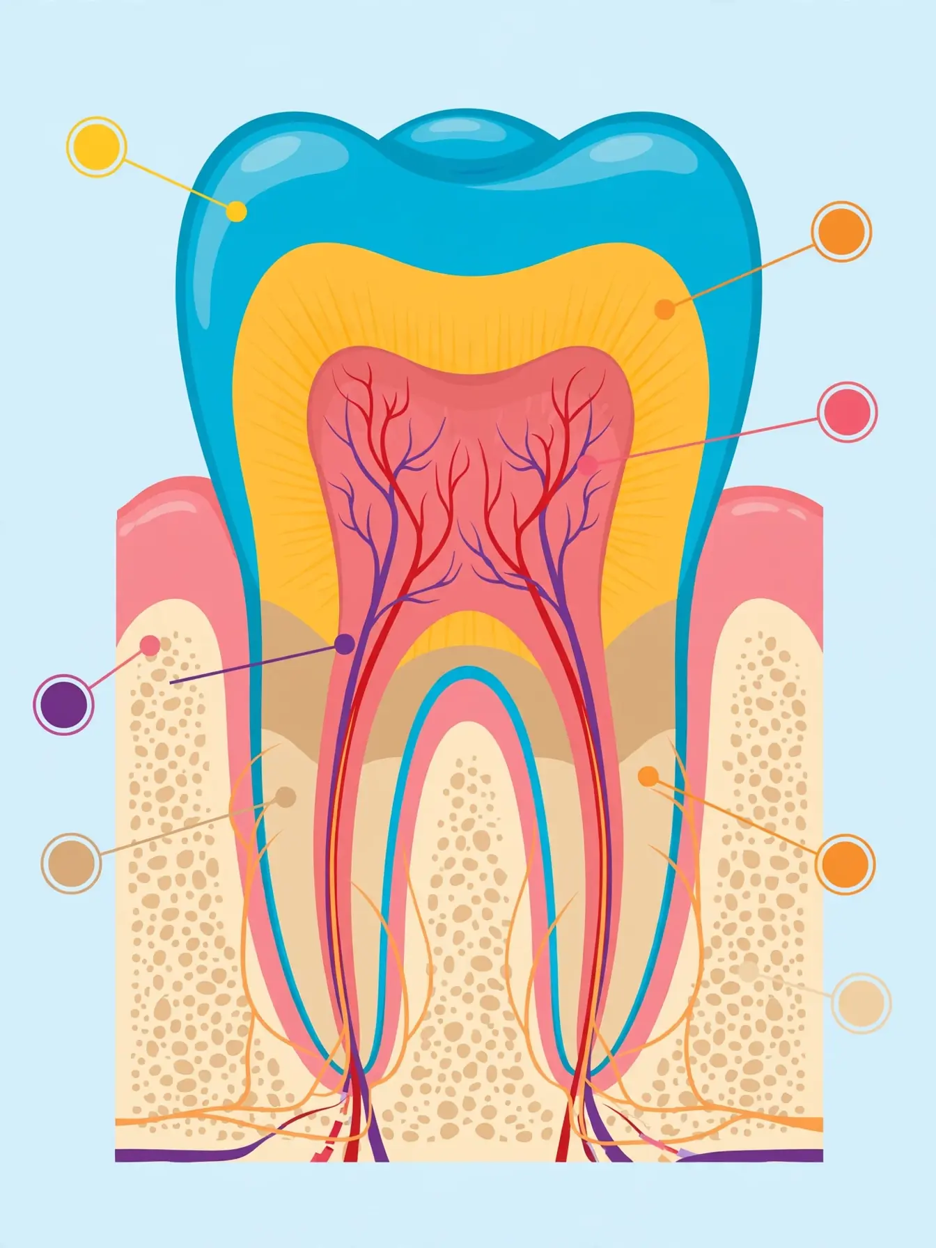 Diagram of teeth names incisors canines premolars molars explained